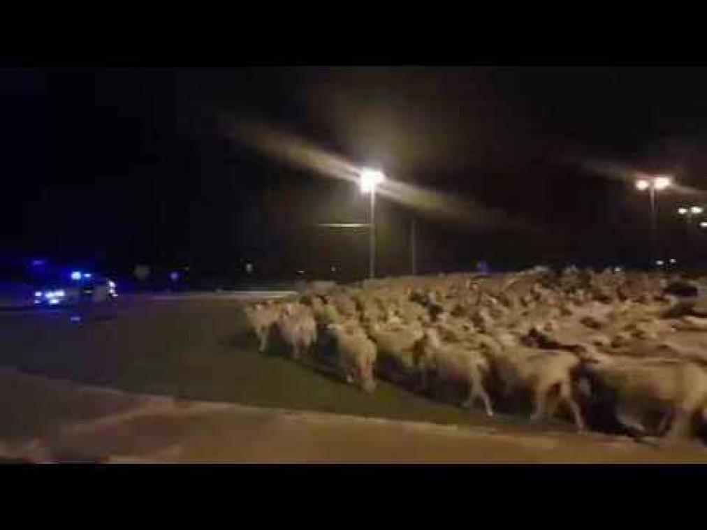 Duizend schapen overspoelen Spaanse stad