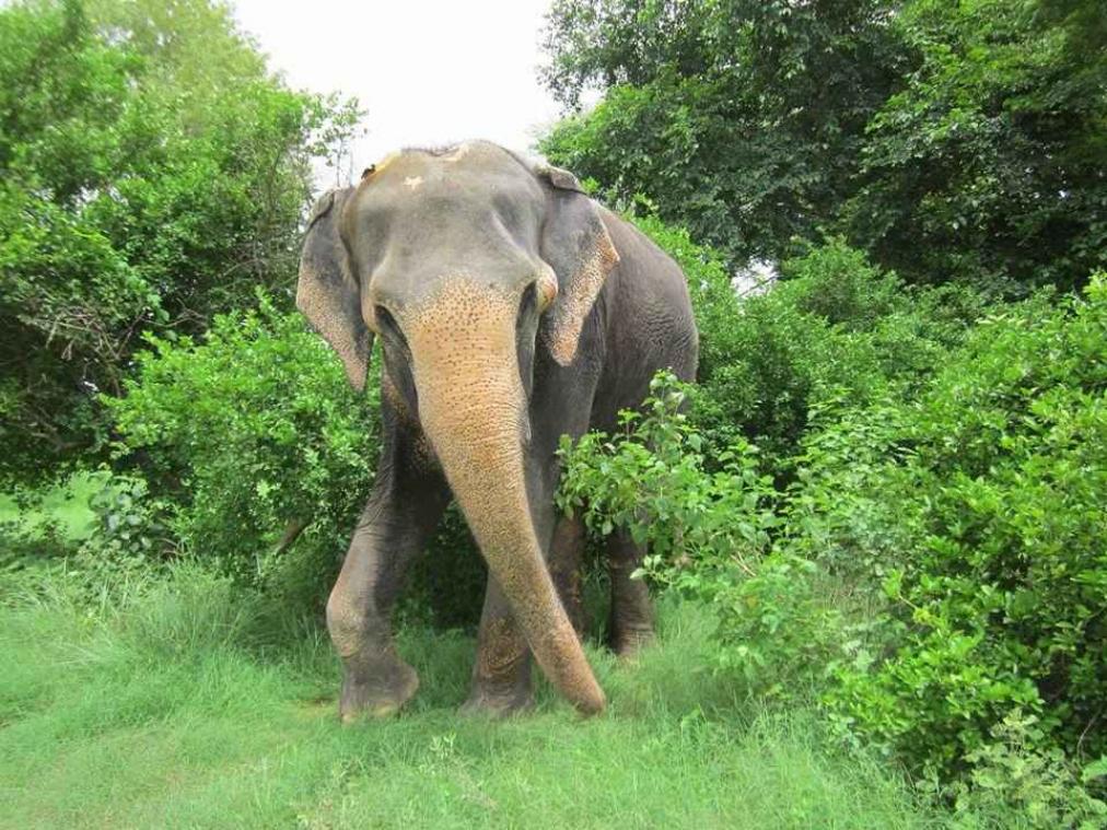 Indische olifant die schildert, krijgt een eigen tentoonstelling in India