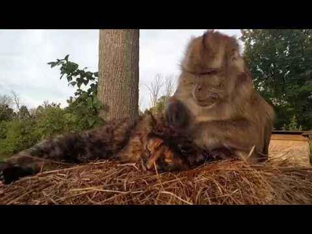 Schattige aap geeft bevriende kat een rugmassage