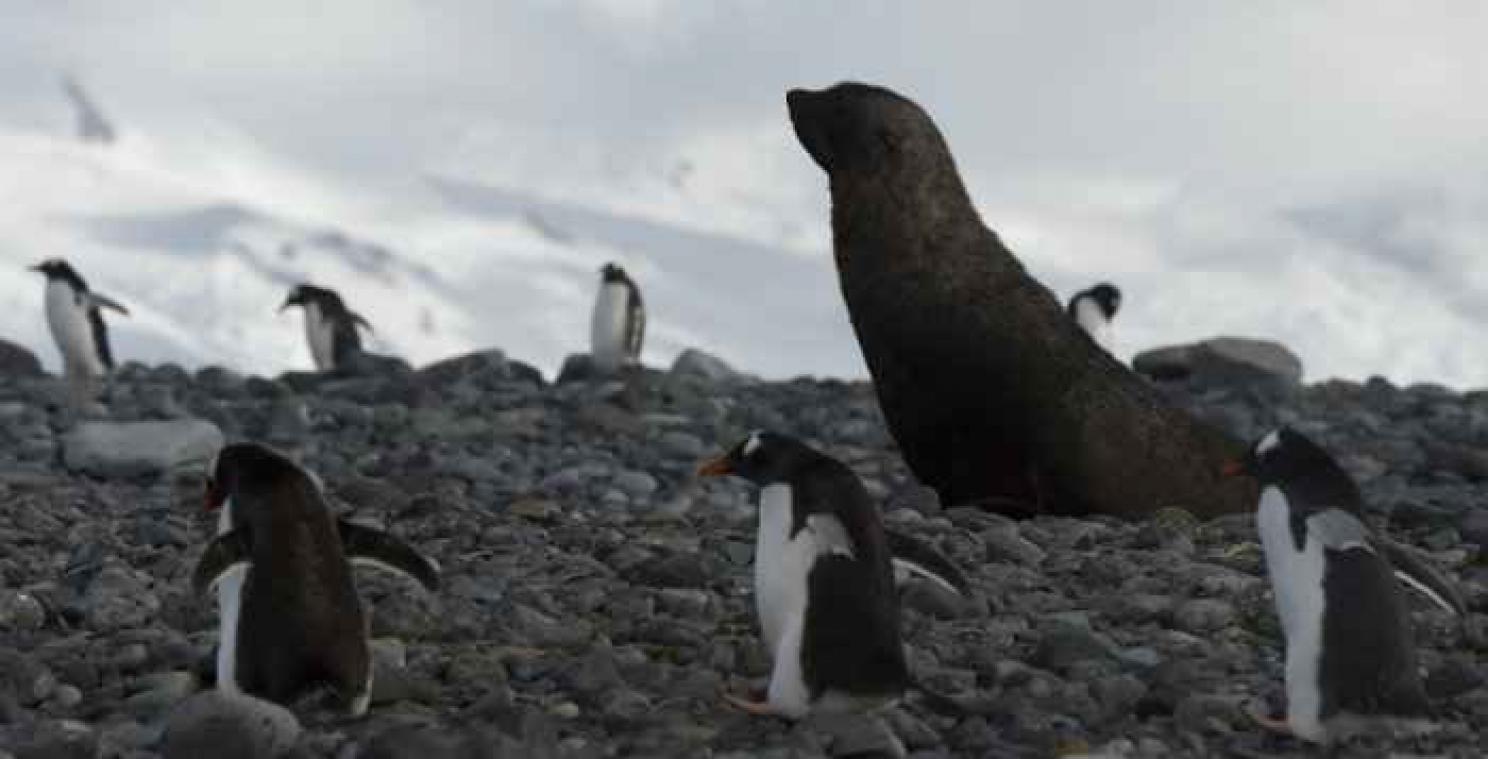 Argentinië gaat toeristen naar Antarctica vliegen