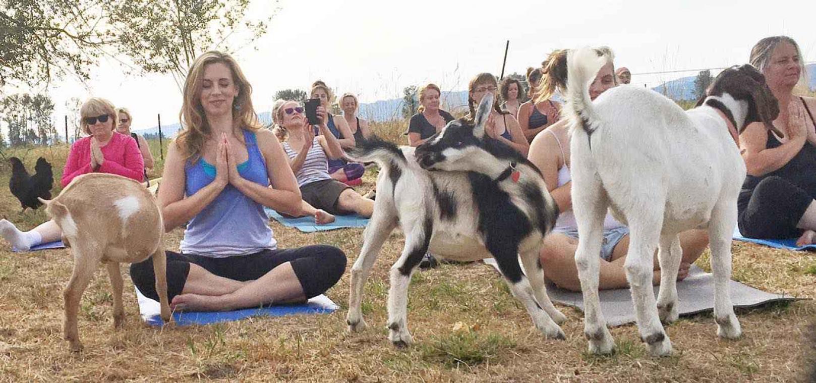 Yoga was nog nooit zo leuk dankzij deze geiten