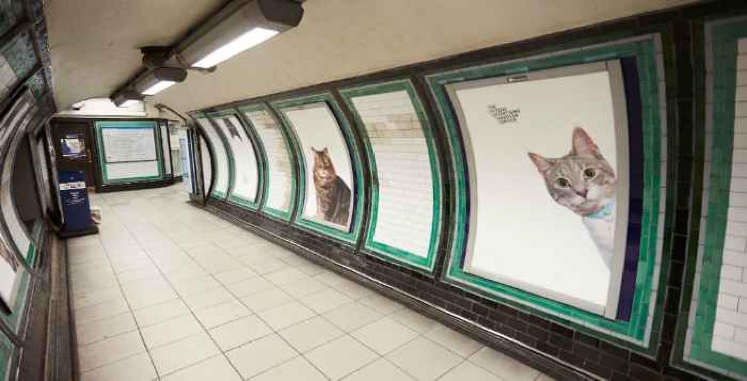 Kattenfoto's vervangen reclame in Londens metrostation