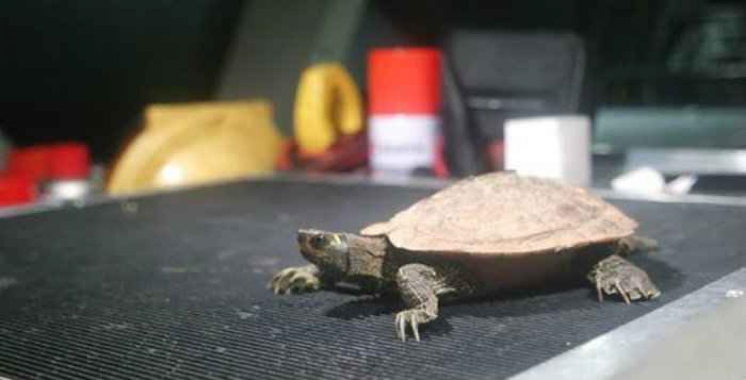 Schildpad bevrijd uit auto na urenlange zoektocht