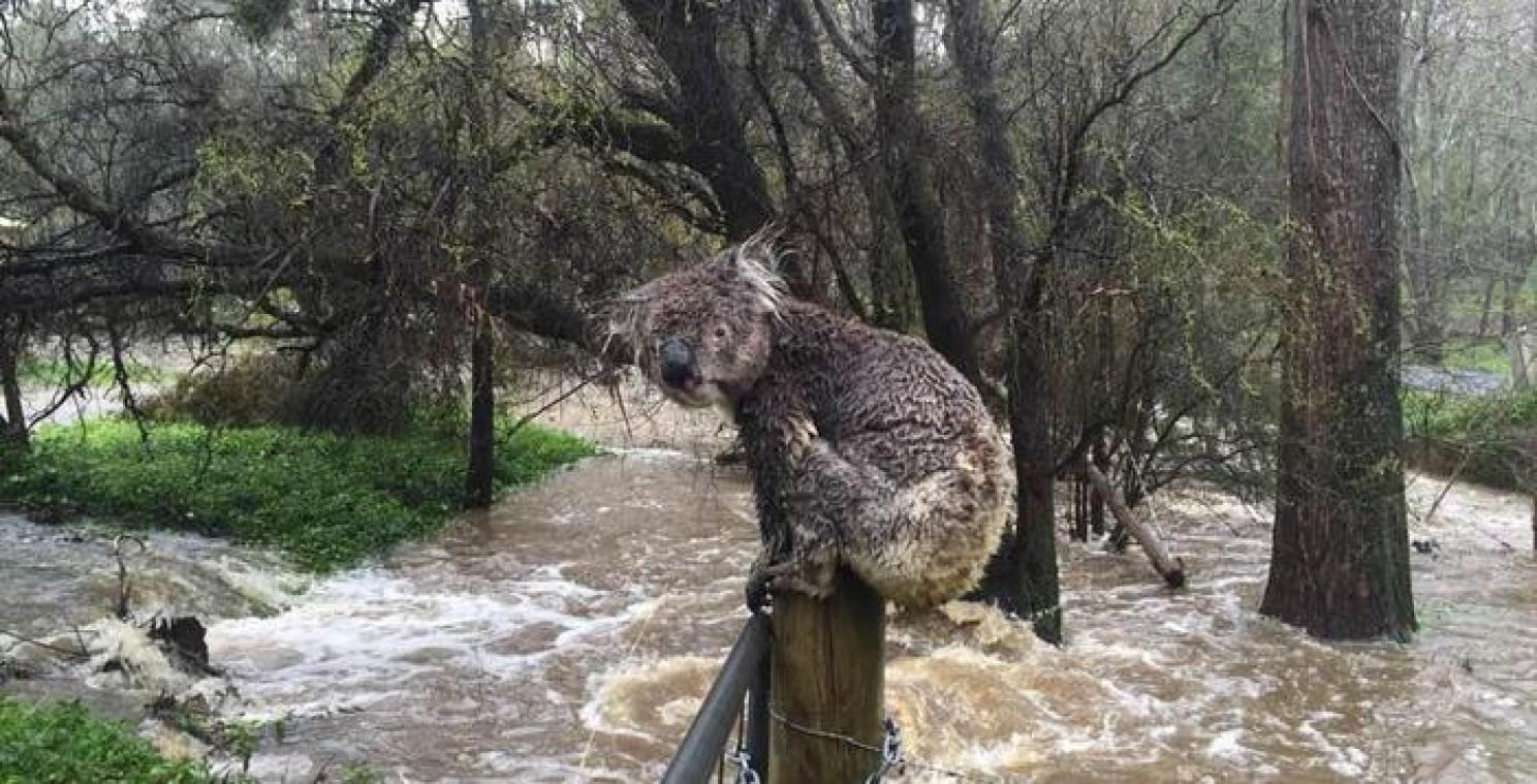Doorweekte koala brengt overstromingen in beeld