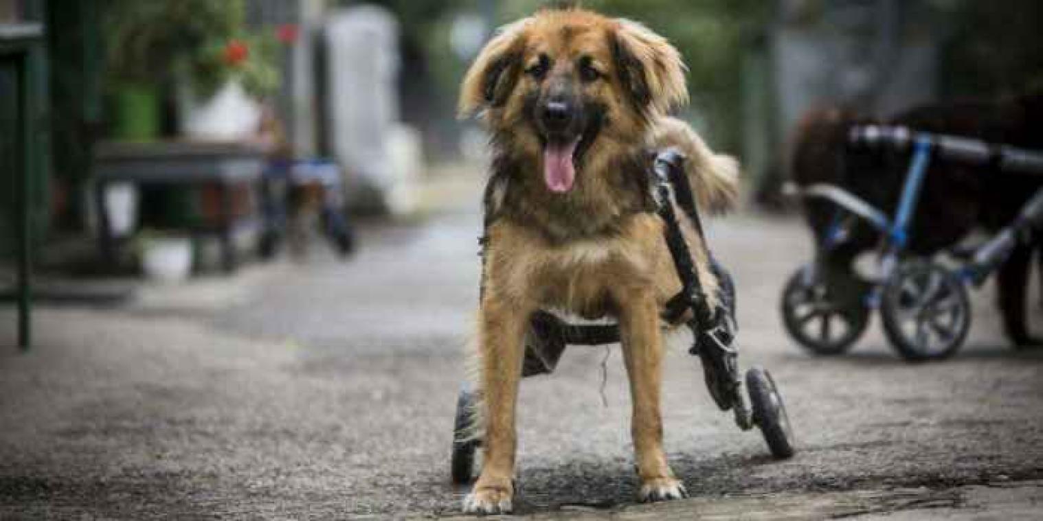 Deze dierenkliniek maakt rolstoelen voor honden