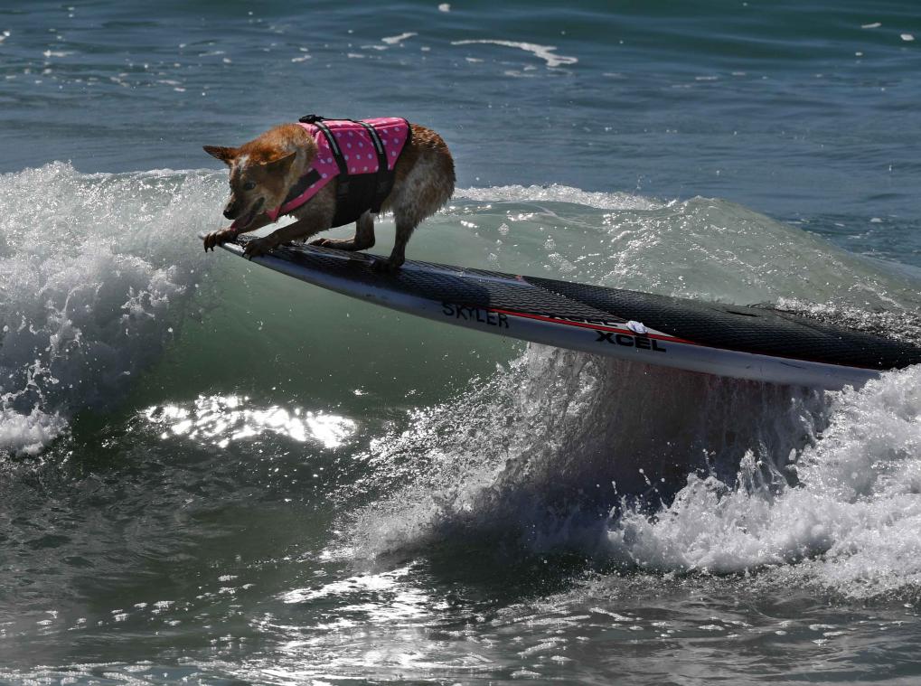 IN BEELD. Deze surfende honden trotseren de golven