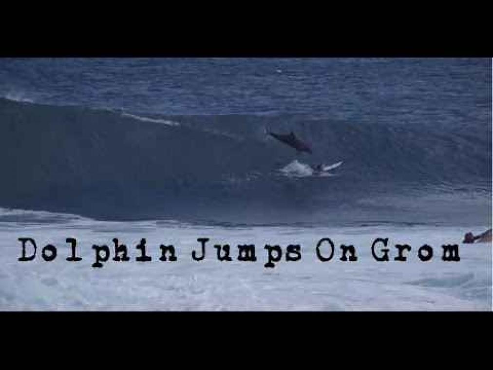 Dolfijn springt uit het water en landt recht op surfer