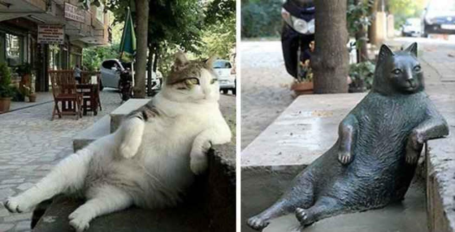 Beroemdste kat van Istanboel krijgt standbeeld