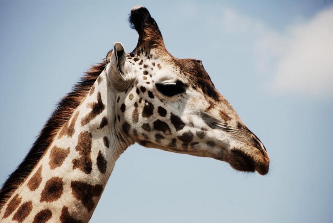 POLL. Hoe draagt een giraf een stropdas?