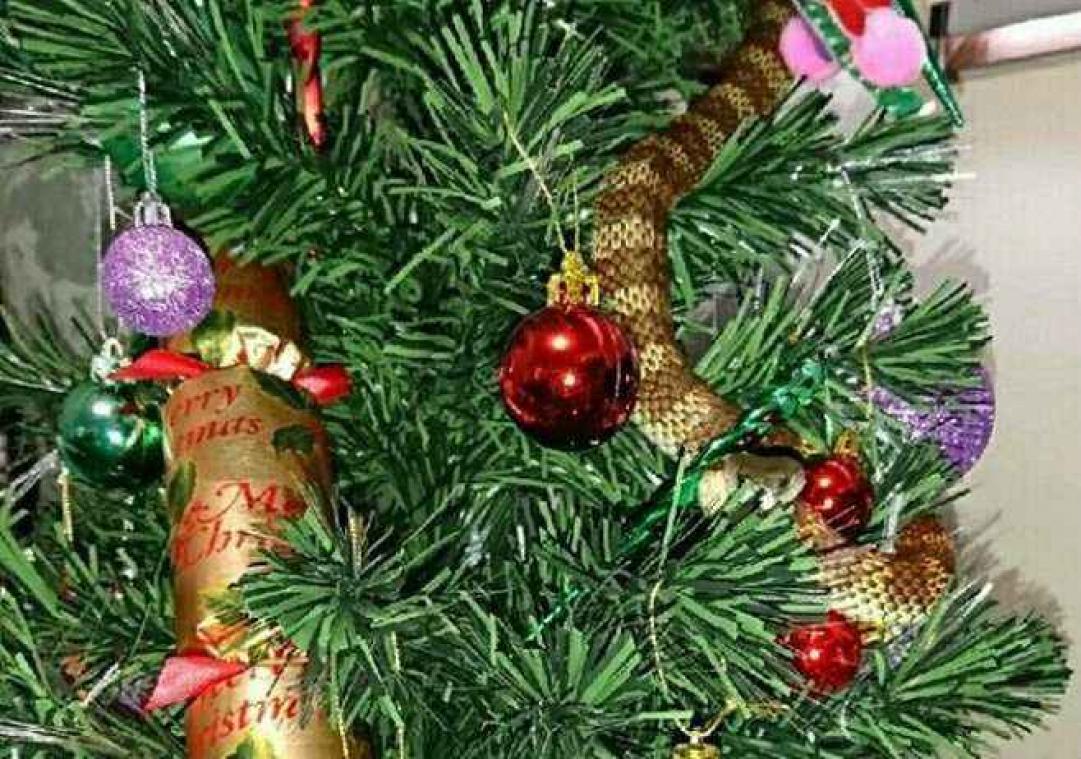 Giftige slang vermomt zich als slinger in kerstboom