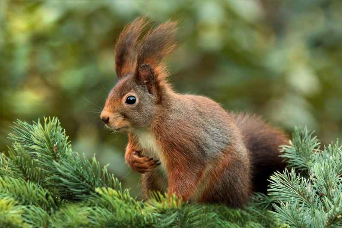 Ook eekhoorns verdienen kerstcadeautjes