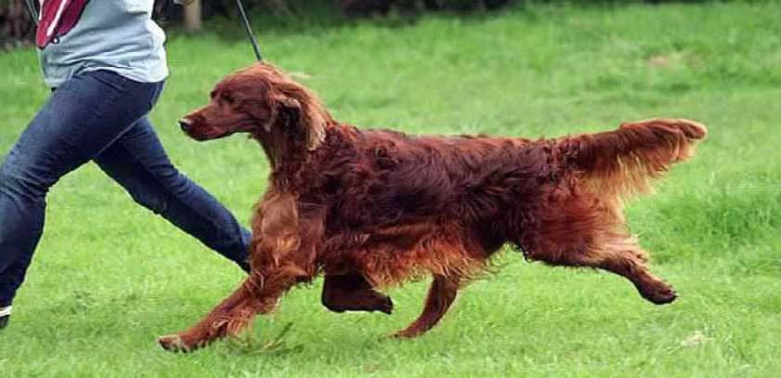 Vlaamse hond vergiftigd op Britse hondenshow Crufts