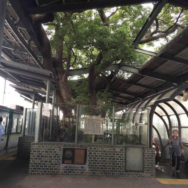 IN BEELD. Dit treinstation is om een 700-jaar oude boom gebouwd