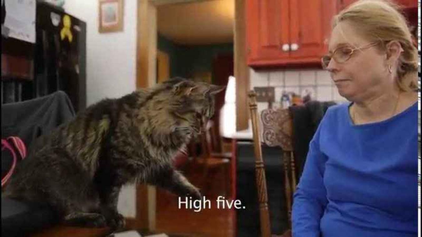 Schattig: deze katten begrijpen gebarentaal