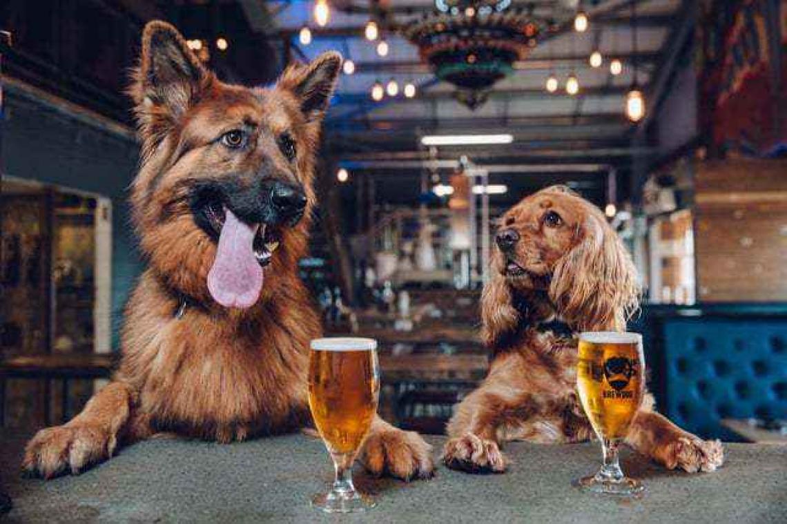 Brouwerij geeft ouderschapsverlof voor hondenbaasjes