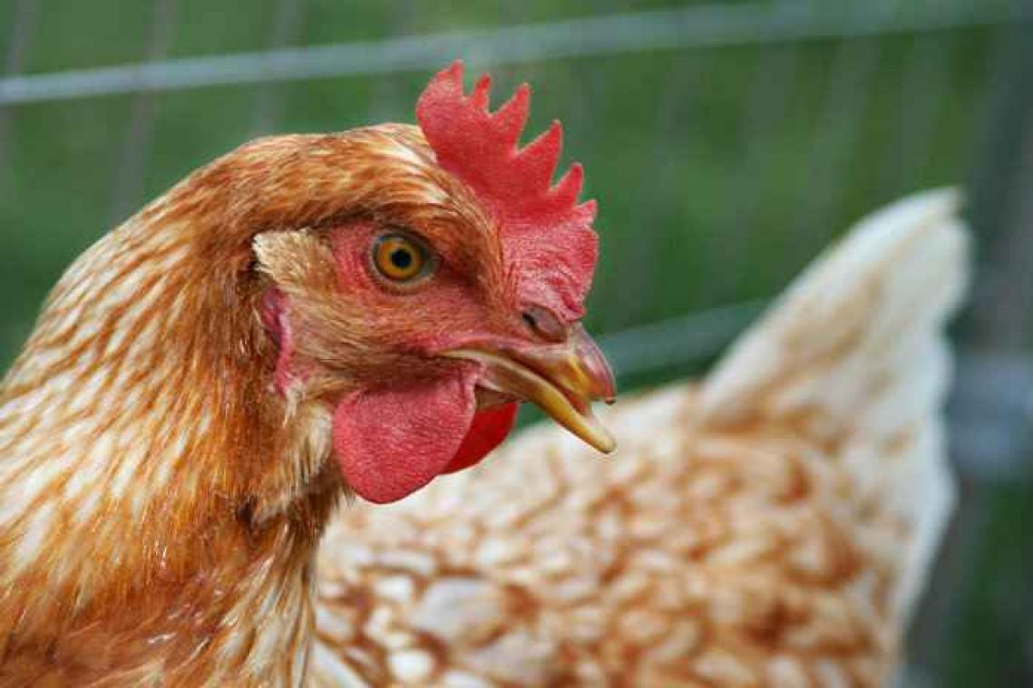 Veganiste gearresteerd omdat ze vrachtwagen met kippen ramde