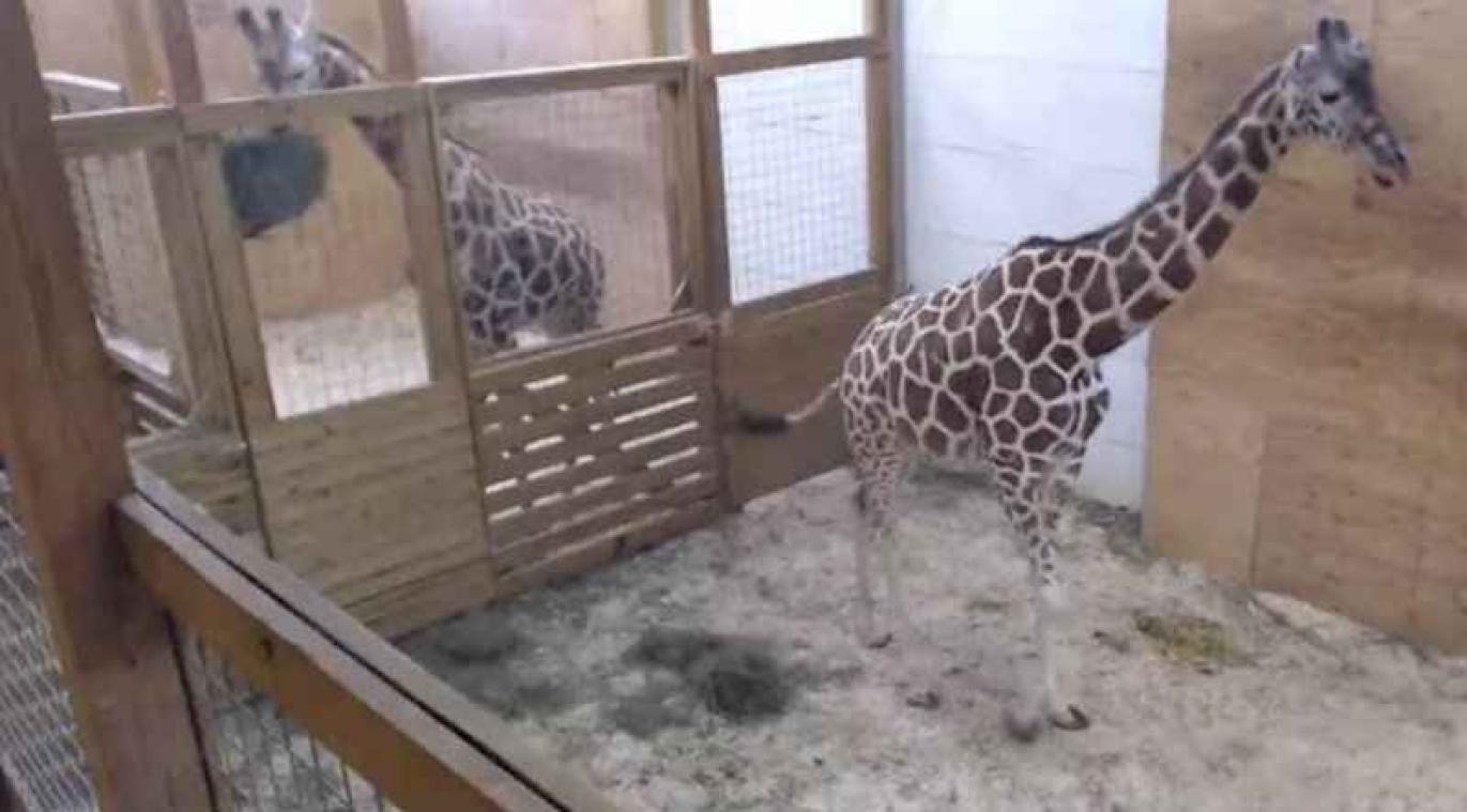 Zwangere vrouw spot met giraf die viraal ging