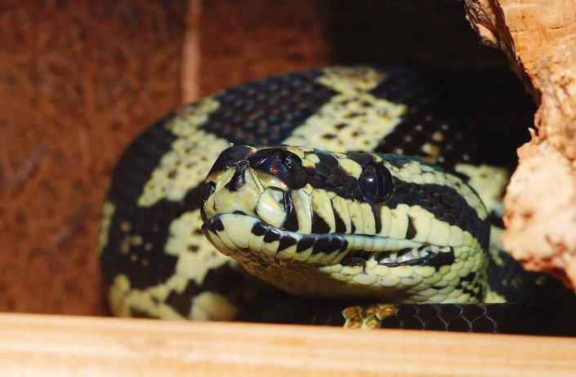 Australisch koppel adopteert slang uit hun dakgoot