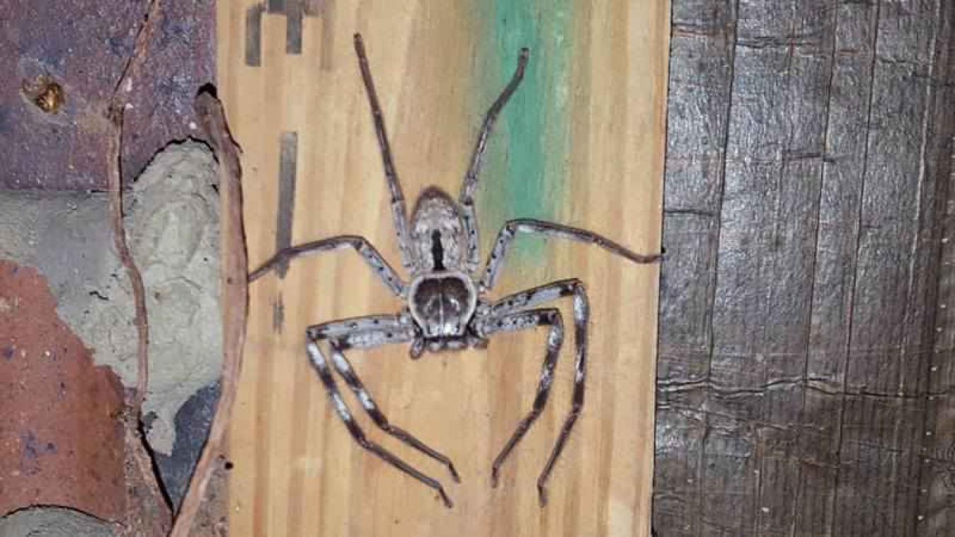 Ongediertebestrijder botst op spinnennest met enorme moederspin