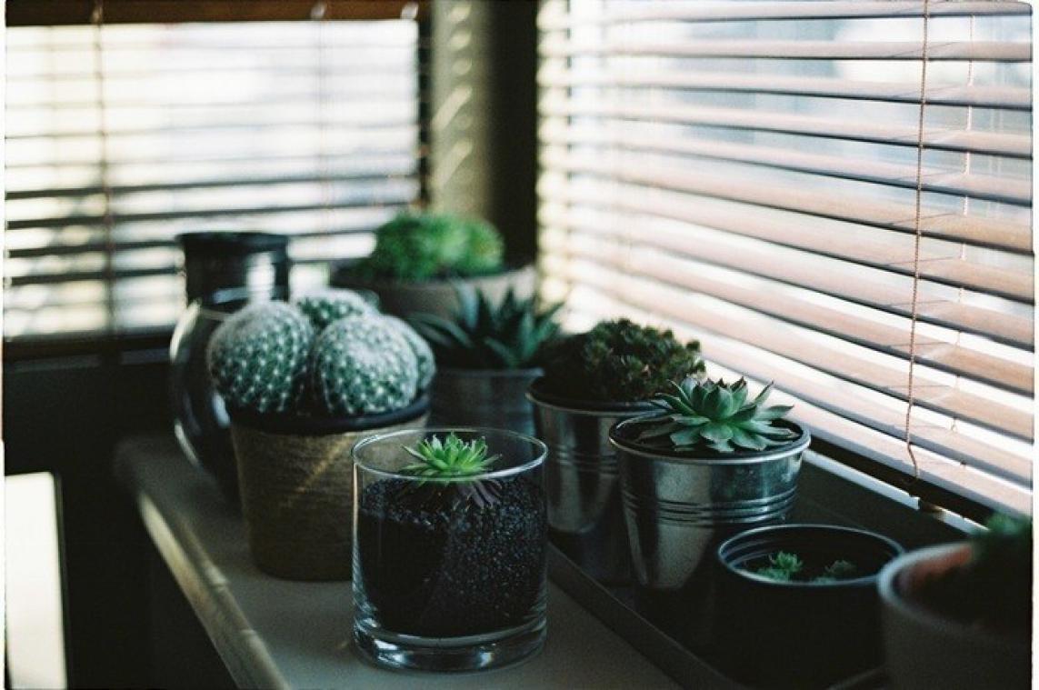 Deze trendy plantensoorten veroveren de huiskamers