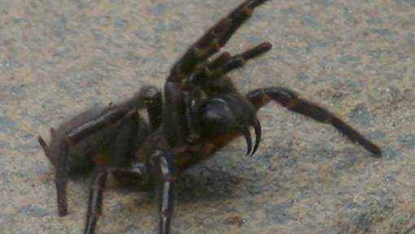 Gif van dodelijke spin helpt bij beroerte