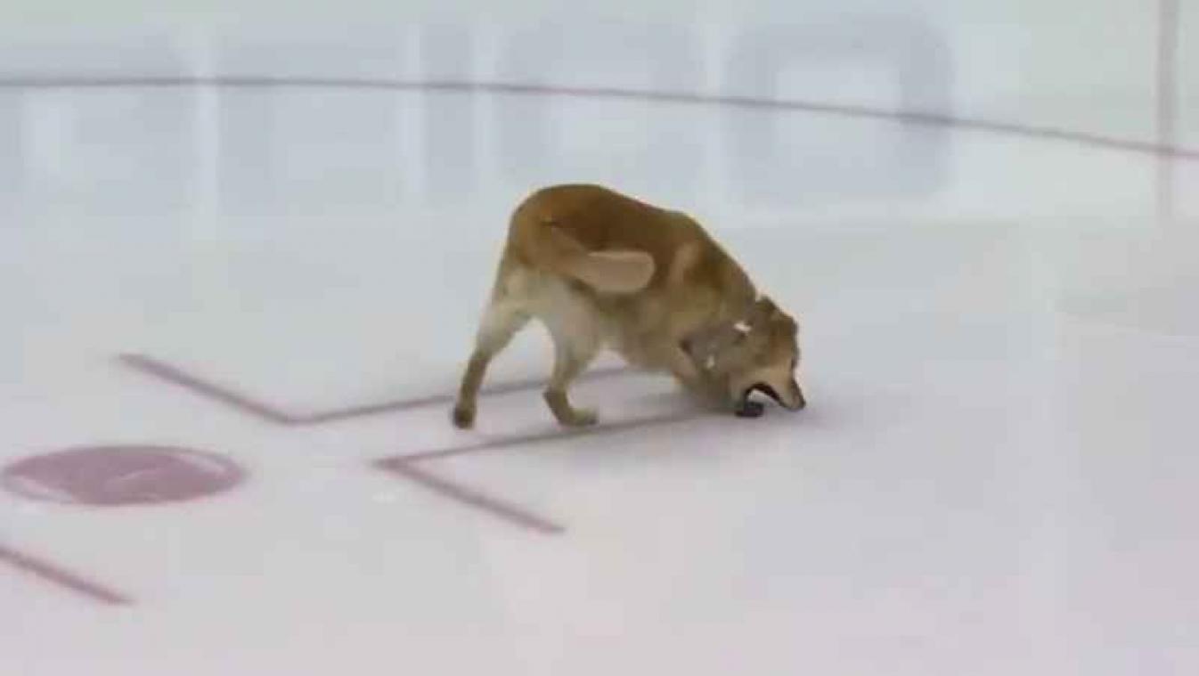 Golden retriever waant zich een heuse ijshockeyster