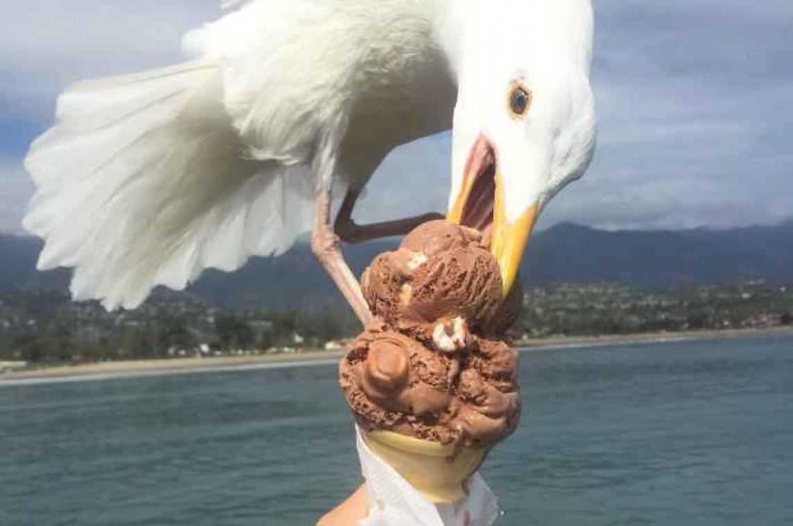 Meeuw verpest perfecte Instagramfoto én lekker ijsje