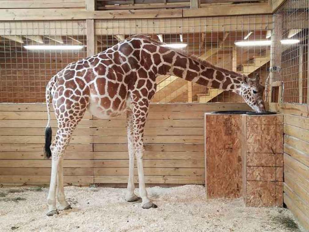Hoogzwangere giraf houdt het internet langer in spanning