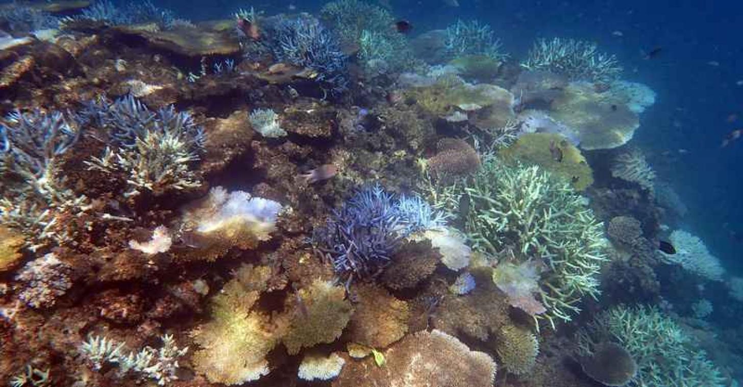 Great Barrier Reef is er slecht aan toe