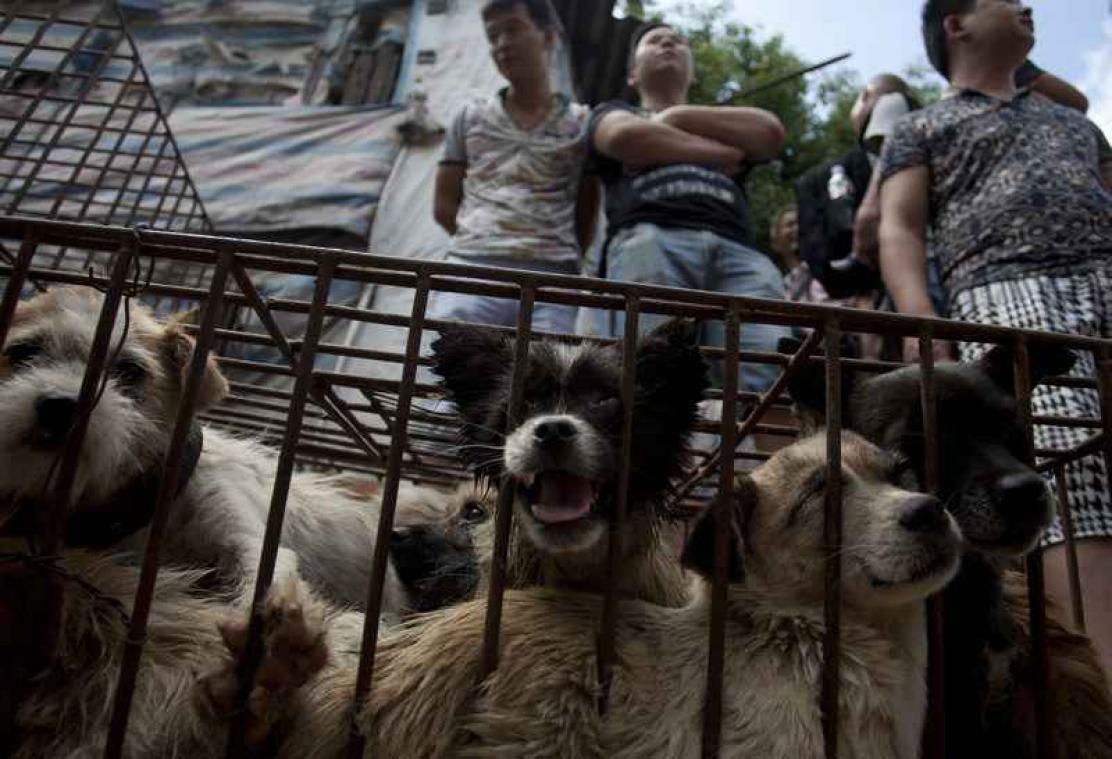 Taiwan verbiedt consumptie van honden en katten