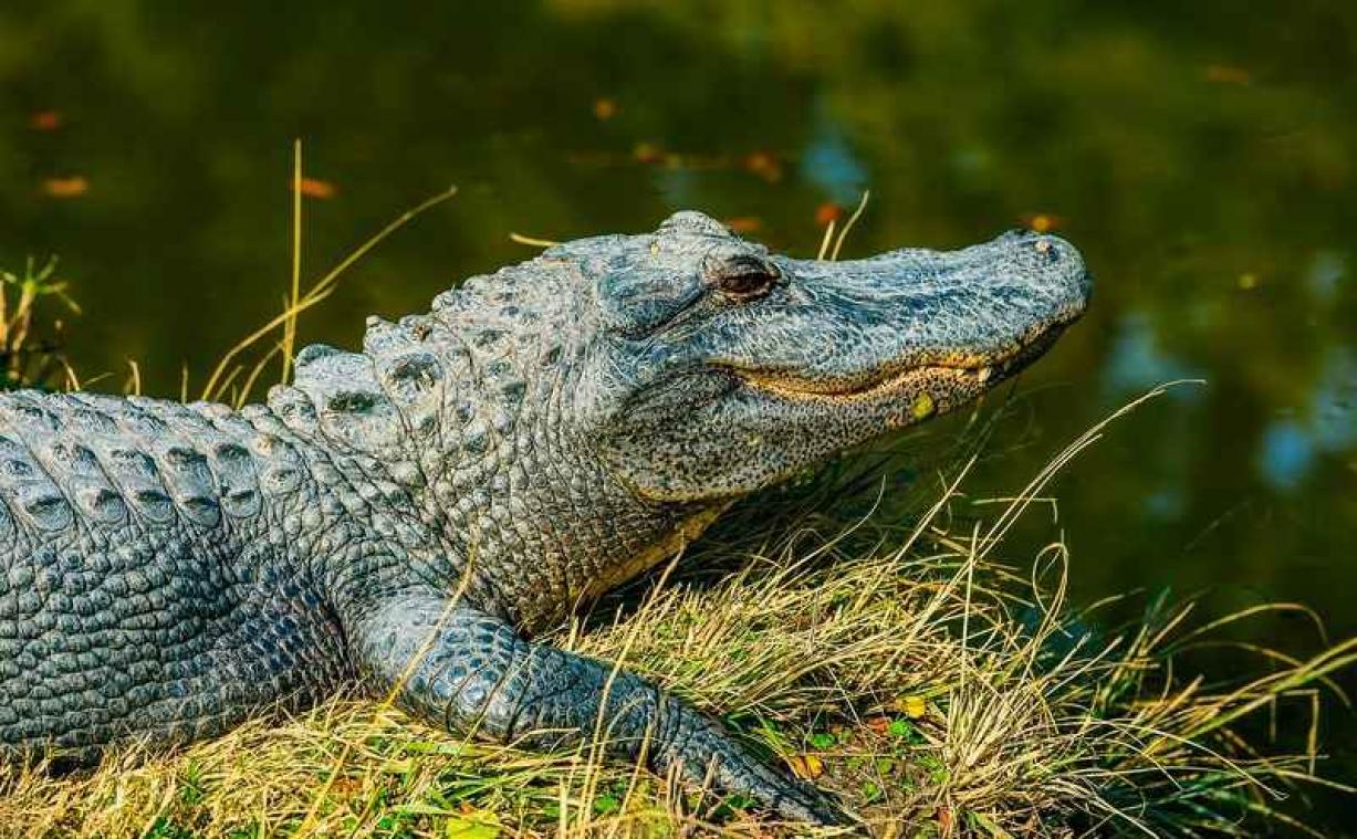 Politie snelt naar gevallen man, maar vindt kleine alligator