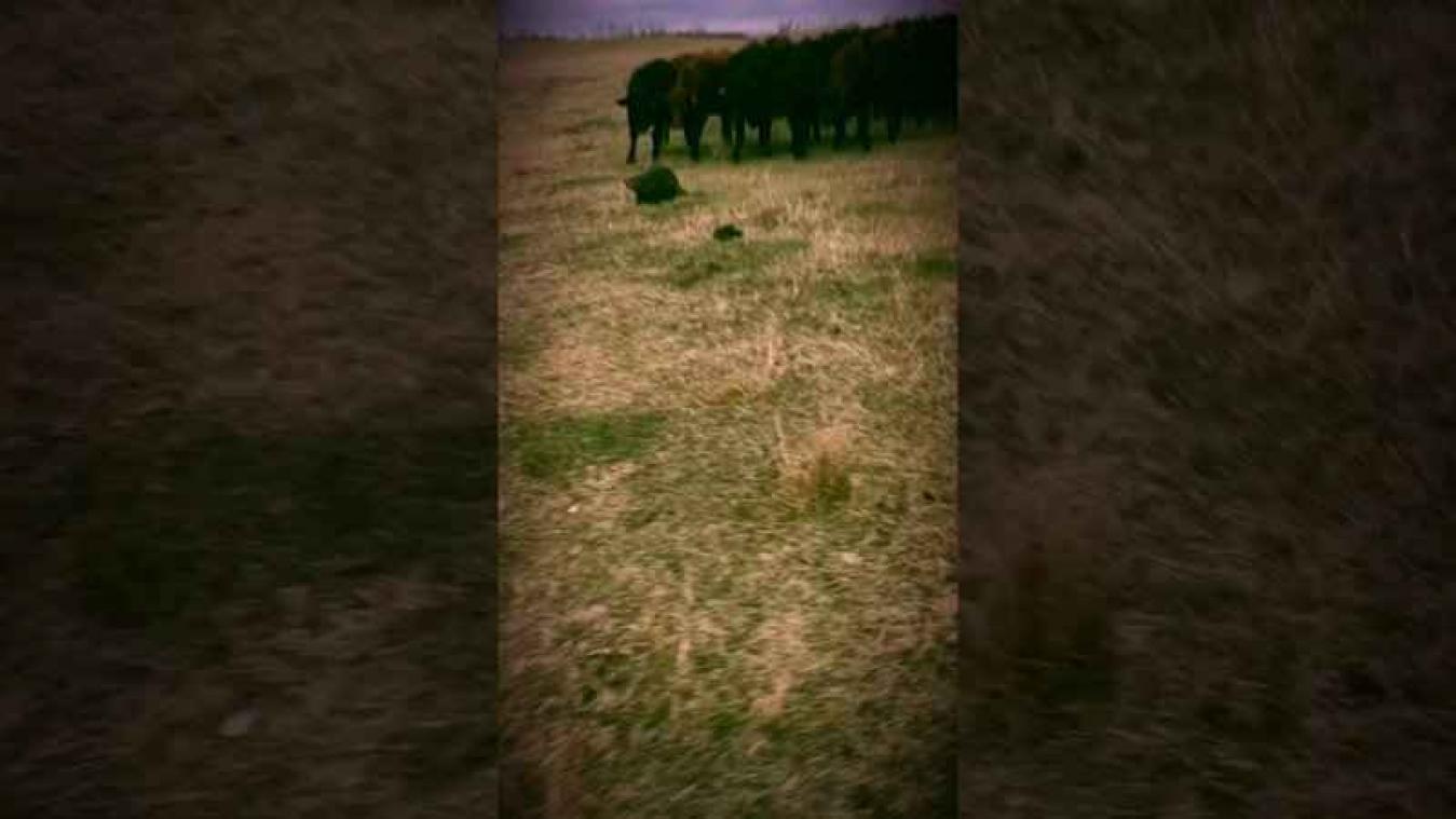 Verdwaasde bever is opeens de leider van 150 koeien