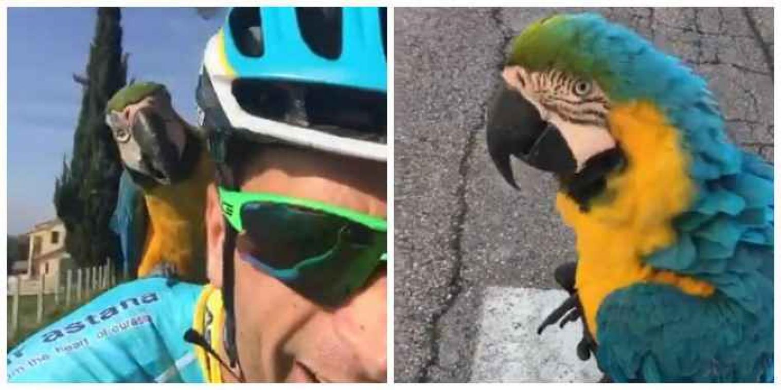 Papegaai brengt overleden renner laatste groet