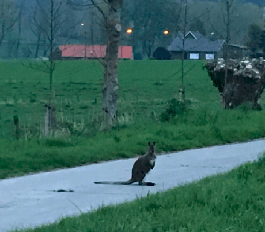 Kangoeroe zet Oost-Vlaamse Maarkedal op stelten