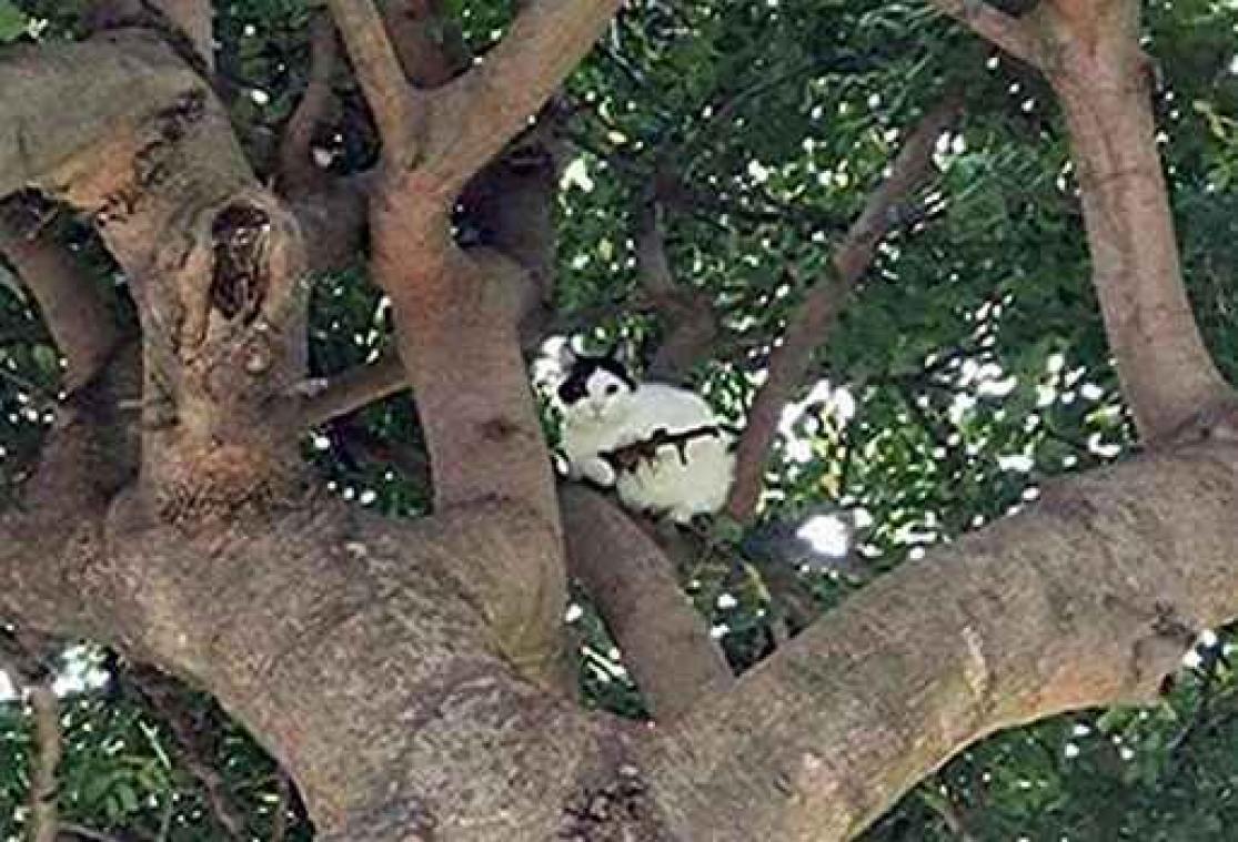 Deze kat lijkt gewapend in boom te zitten
