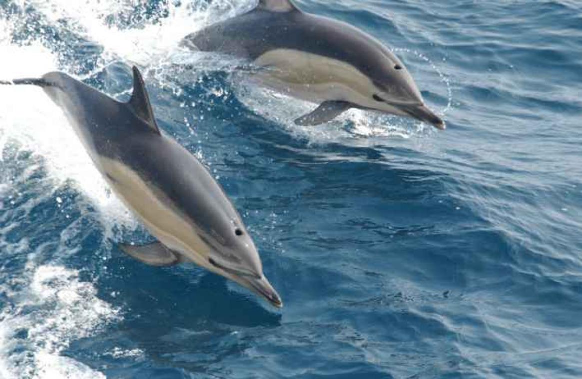 Ongewoon: een gewone dolfijn voor de Belgische kust
