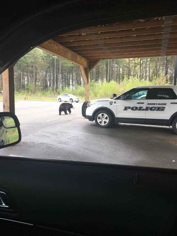 Politiekantoor krijgt onverwacht bezoek van beer