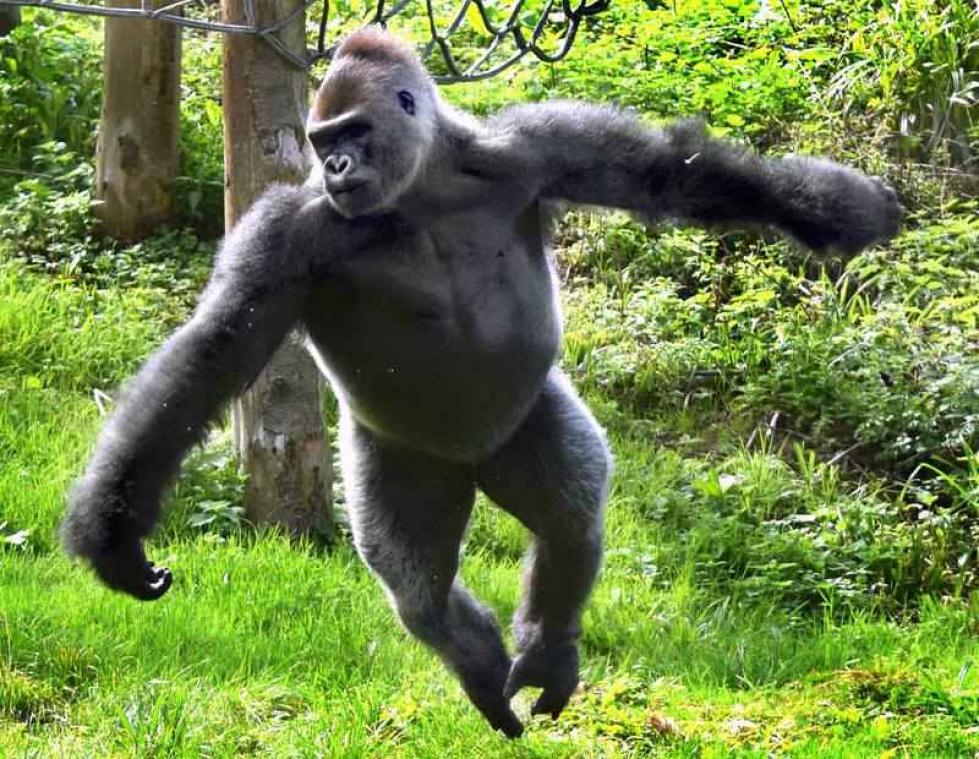 Gorilla toont bezoekers dat apen ook ballet kunnen dansen
