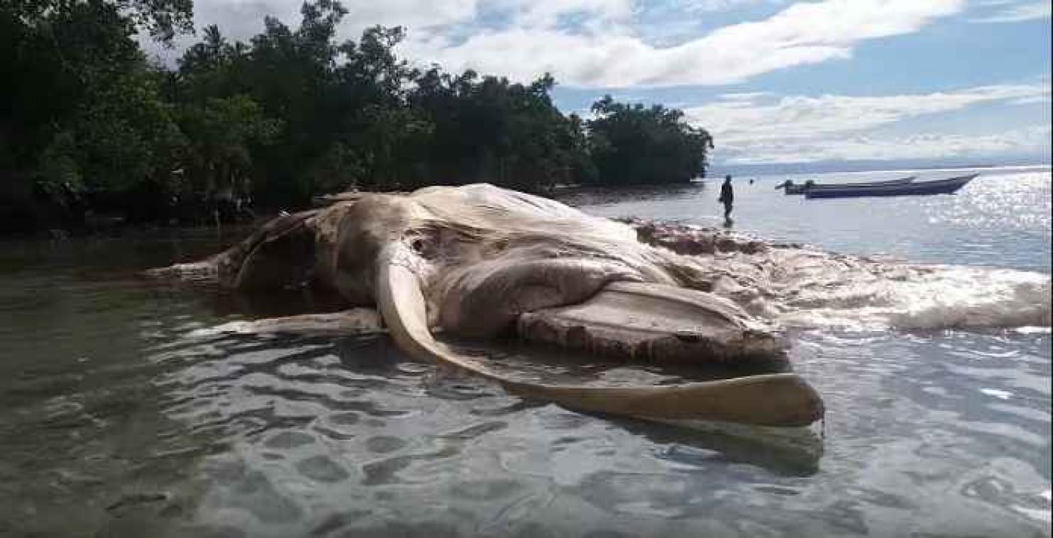 Gigantisch zeedier spoelt dood aan op eiland