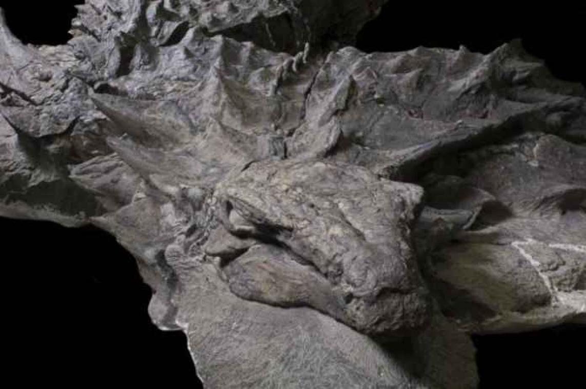 Canadees museum onthult uitzonderlijk goed bewaarde dinosaurus