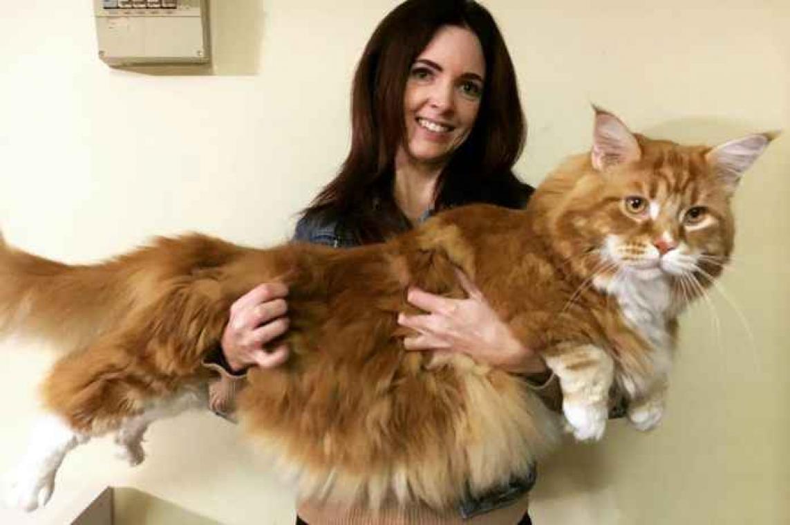 Omar God: deze kat is wel heel, heel, heel groot