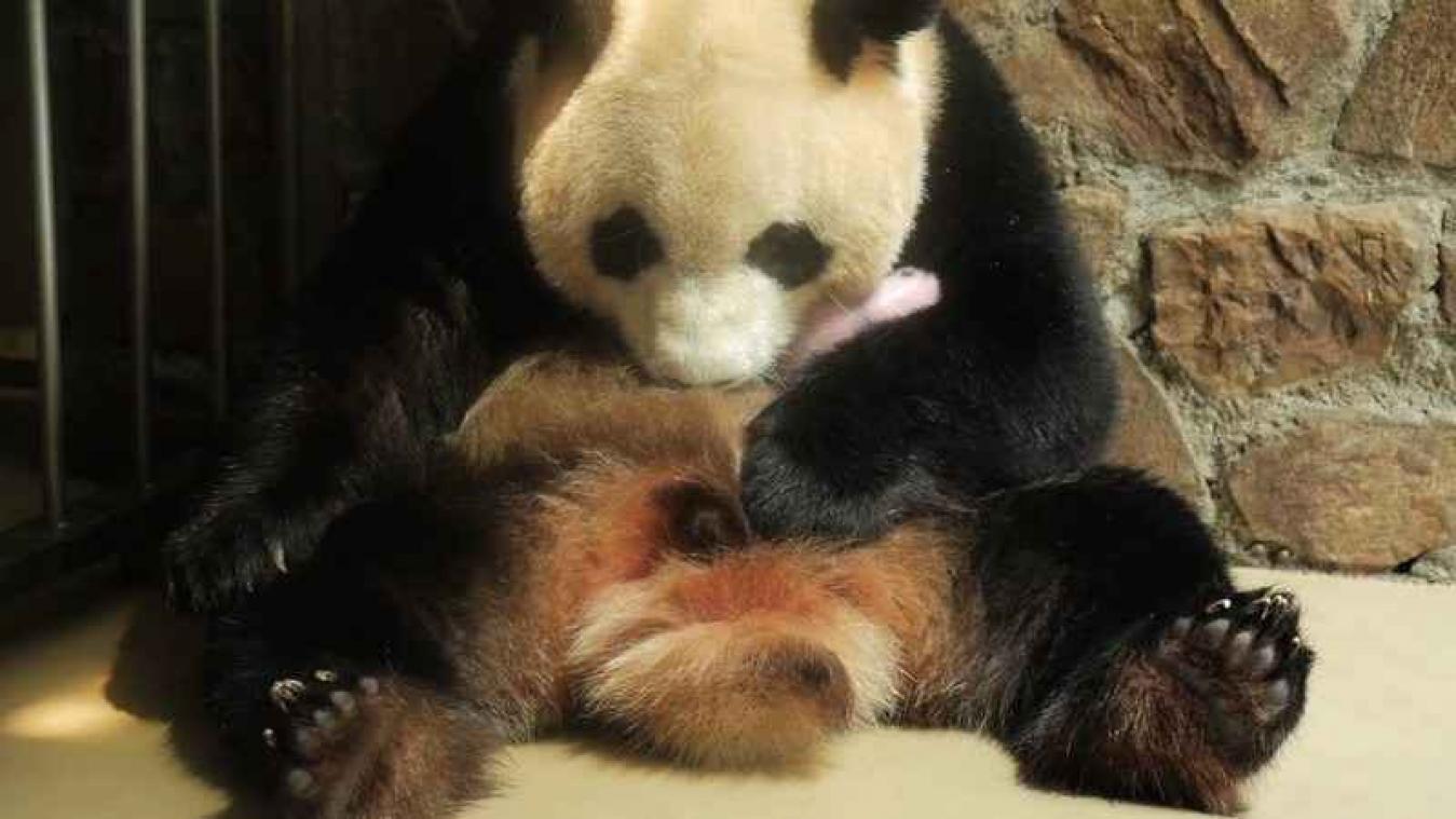Tweeling babypanda's overleeft eerste maand