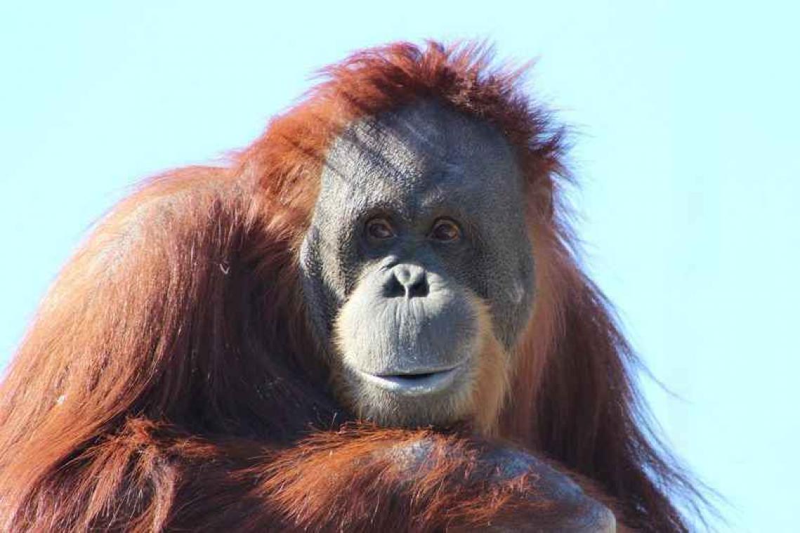 VIDEO. Orang-oetan dreigt te ontsnappen in Australische zoo