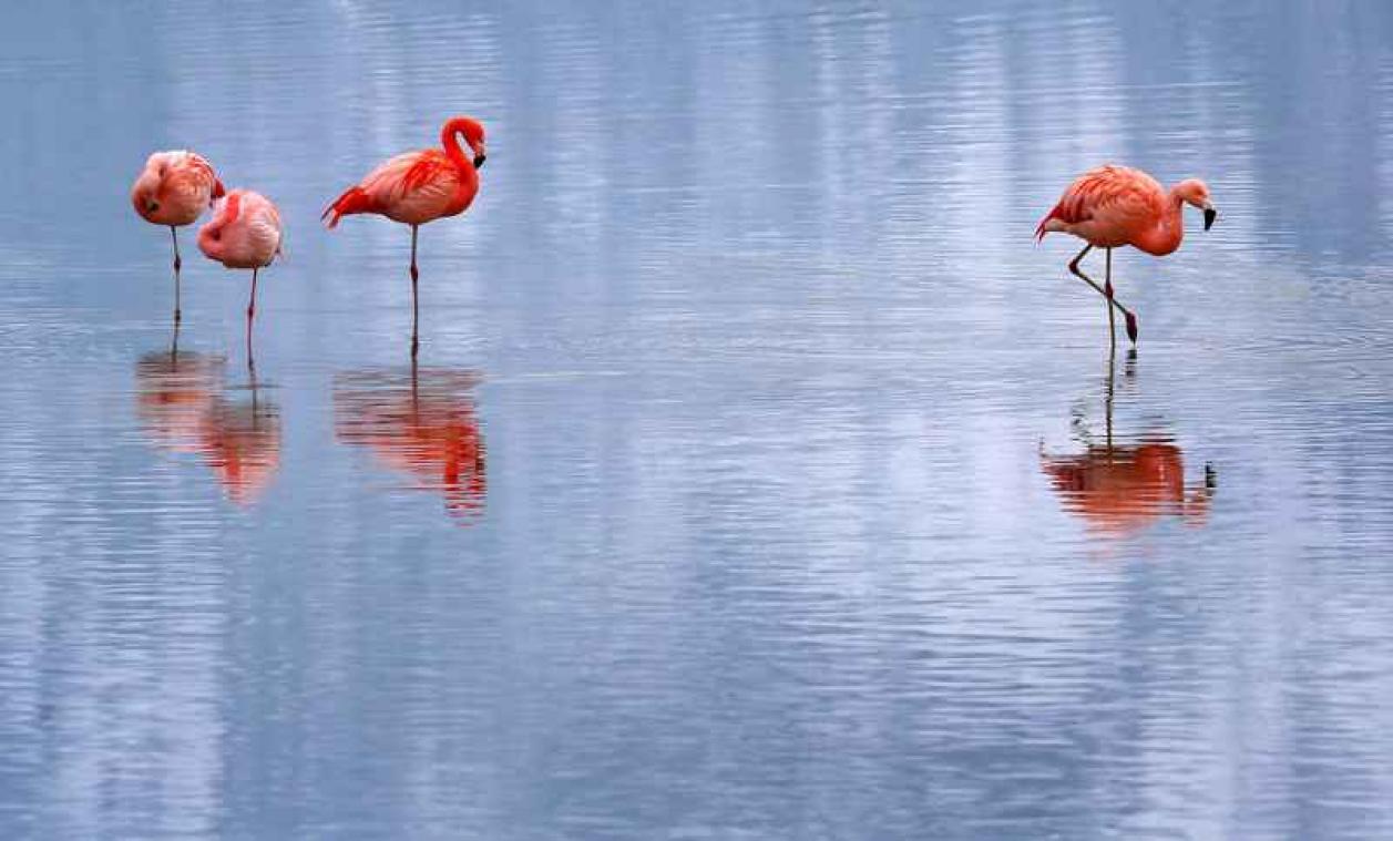 Daarom staan flamingo's zo vaak op één poot