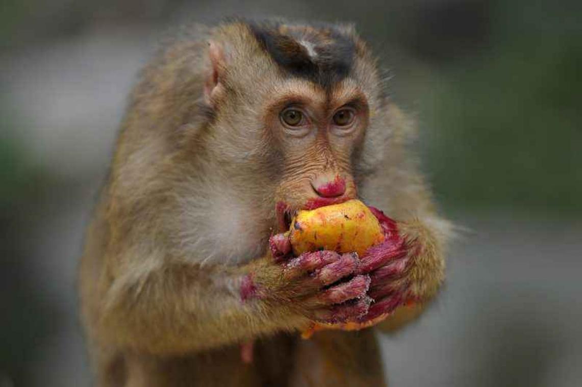 Indonesische apen zetten ruilhandel op poten