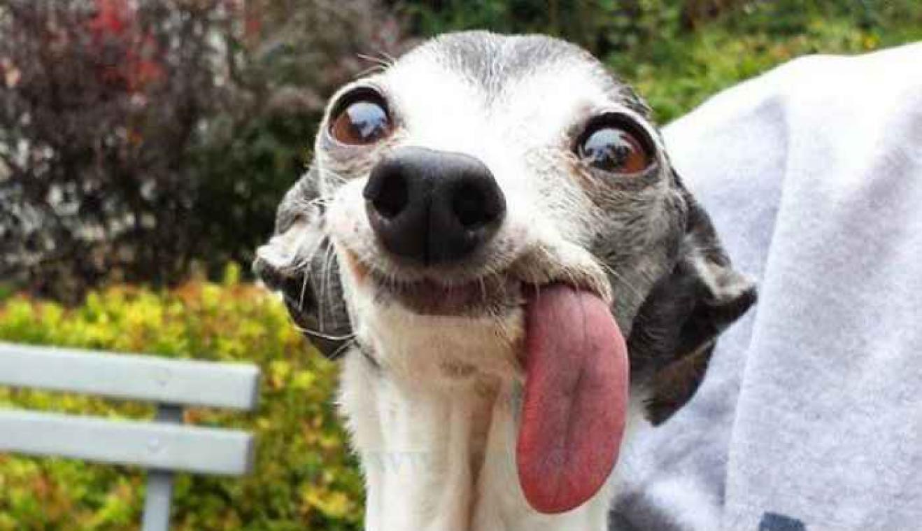 IN BEELD. Hond met gigantische tong wordt hilarisch gephotoshopt