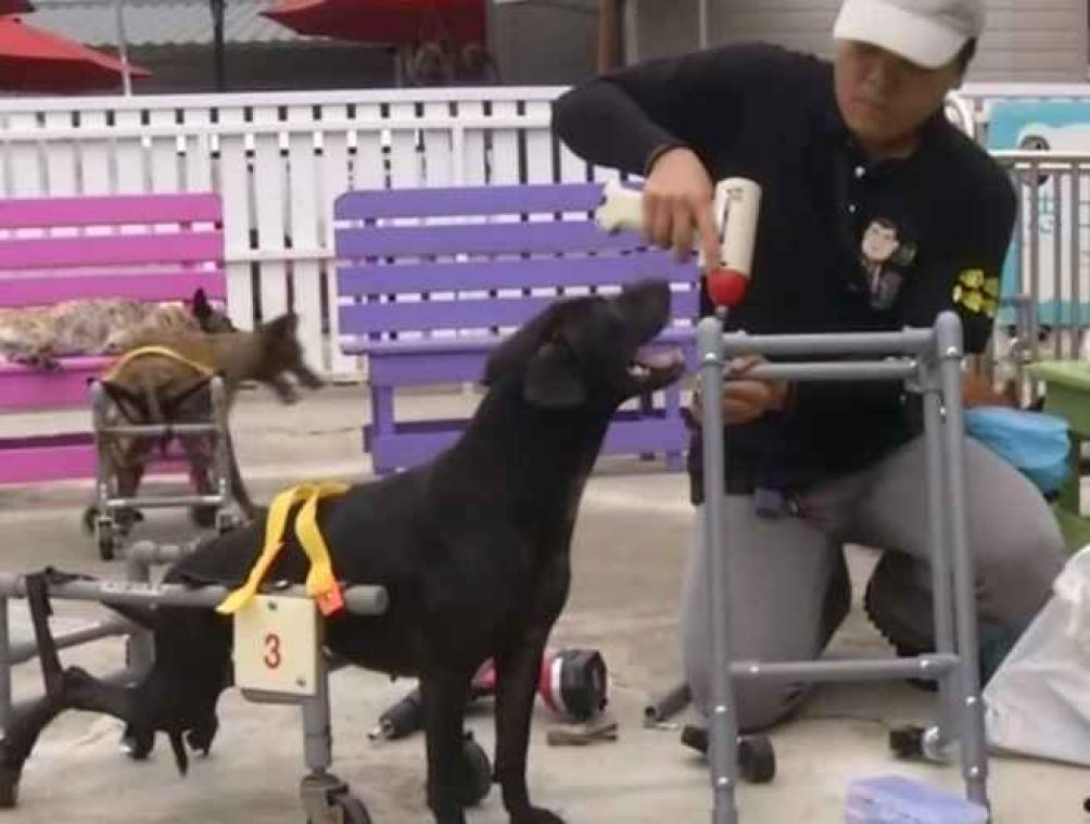 Man bouwt rolstoelen voor invalide straathonden