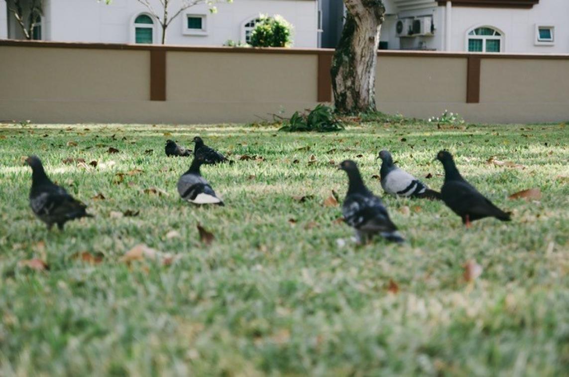 Franse vrouw kan zonder woonst vallen omdat ze duiven voederde