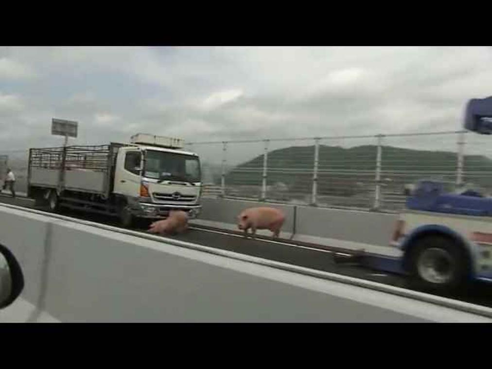 VIDEO. Varkens ontsnappen uit vrachtwagen die richting slachthuis gaat