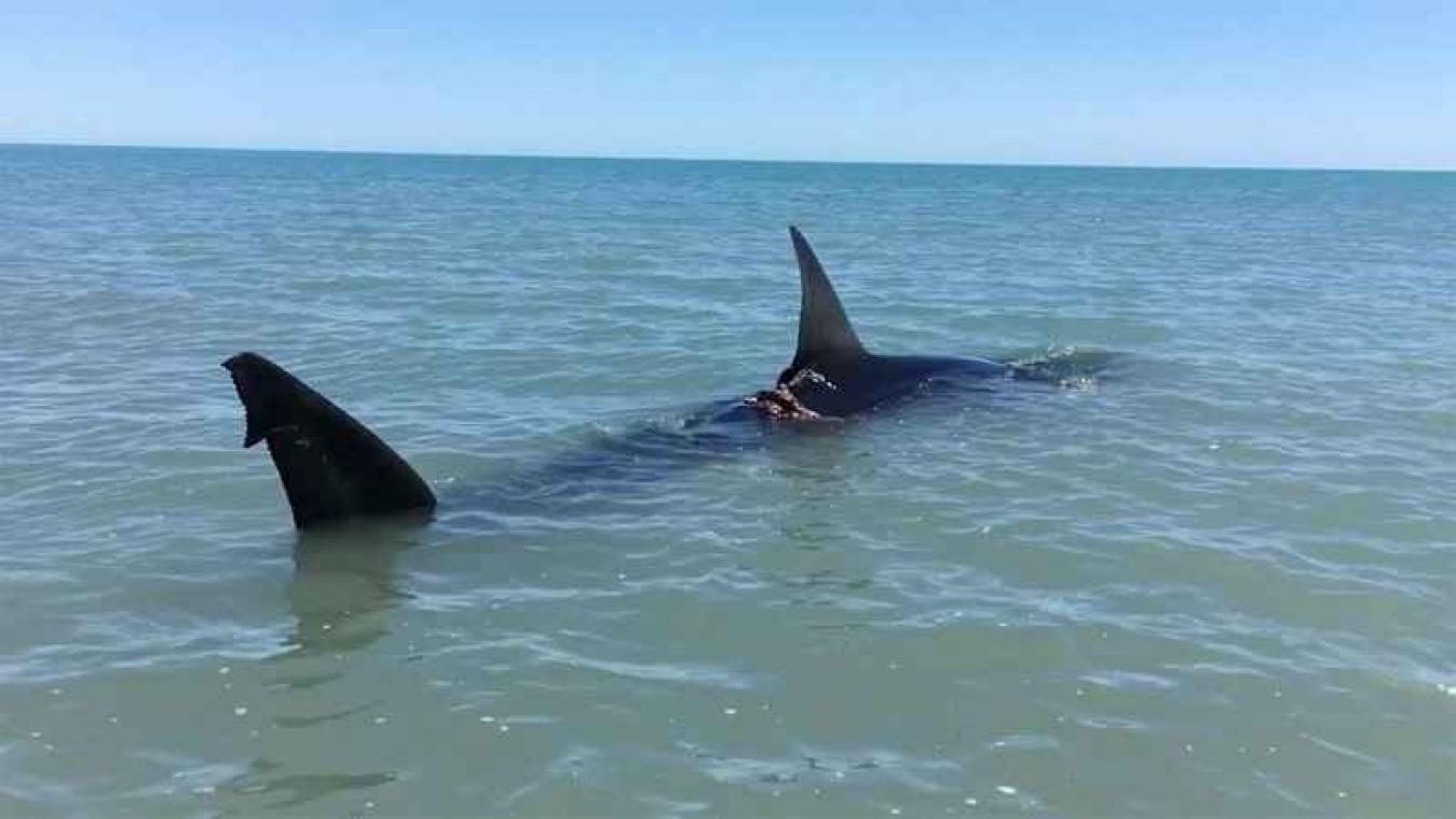 Man vindt gewonde witte haai op enkele meters van zijn huis